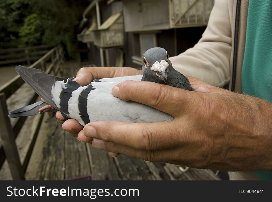 A pigeon in the hands of his owner