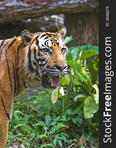 A picture of a wild Sumatran Tiger in captivity. A picture of a wild Sumatran Tiger in captivity.