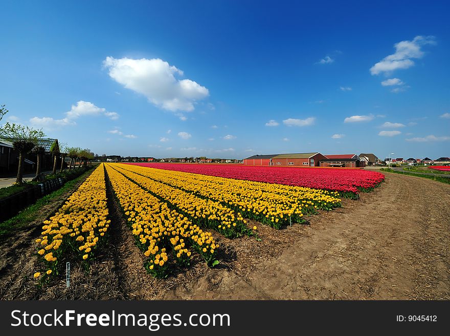 Colorful field of tulips in the Netherlands