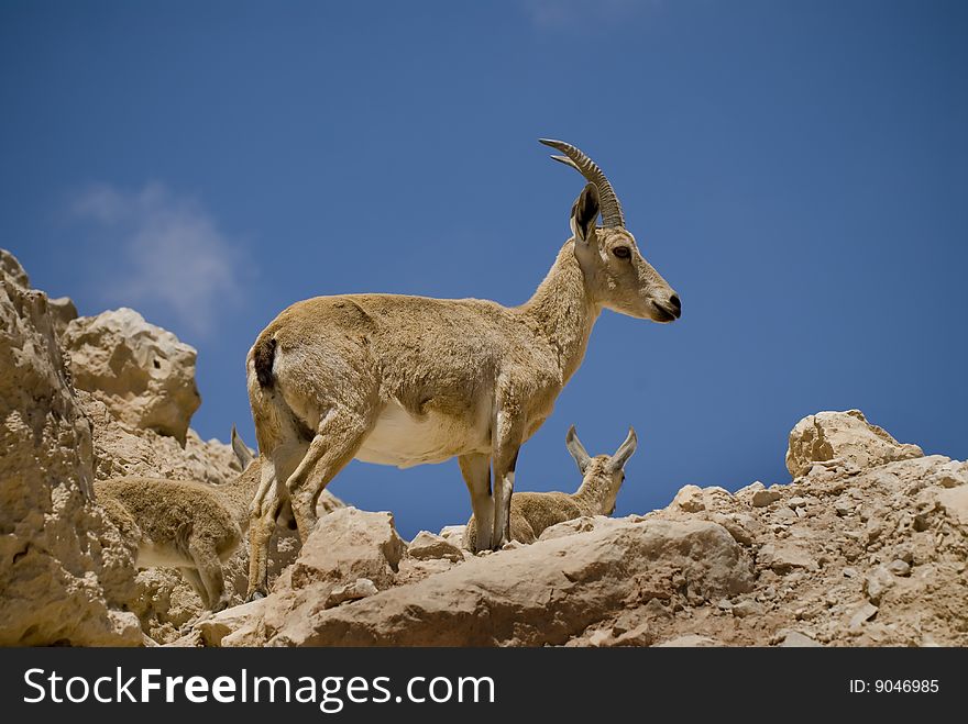 Mature female ibex and two offsprings. Mature female ibex and two offsprings