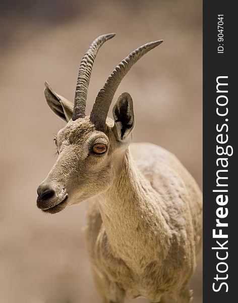 Mature female ibex medium portrait Negev desert, Israel. Mature female ibex medium portrait Negev desert, Israel