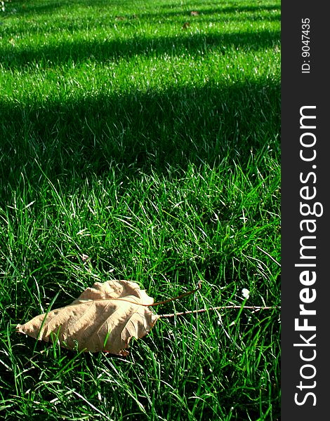 Golden leaves on a background of a grass. Golden leaves on a background of a grass