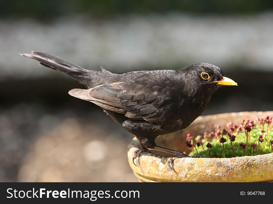 Portrait of a male Blackbird perched on an old flower pot