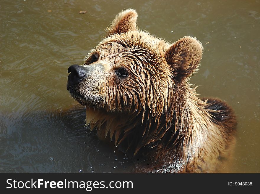 Portrait of a wet carpathian brown bear (Ursus arctos formicarius)
