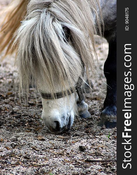 Portait of a white pony eating