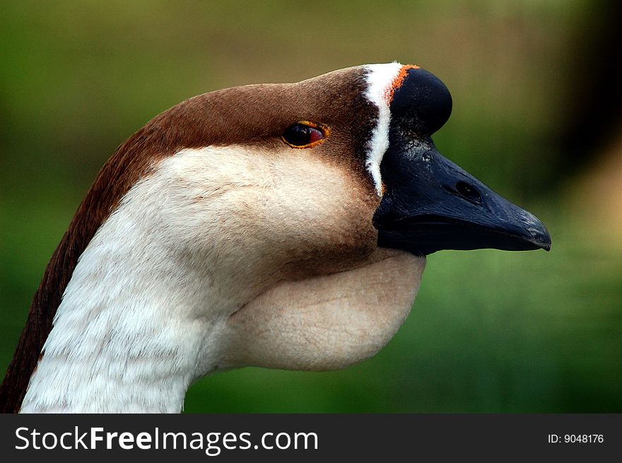 Side portrait of a japanese goose