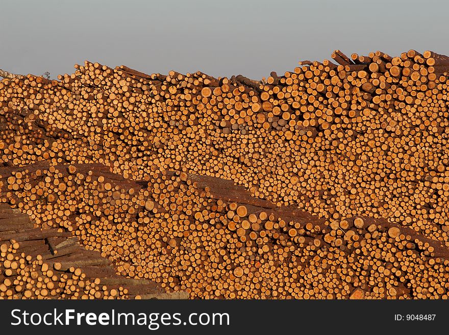 Big pile of wood in sunset light. Big pile of wood in sunset light