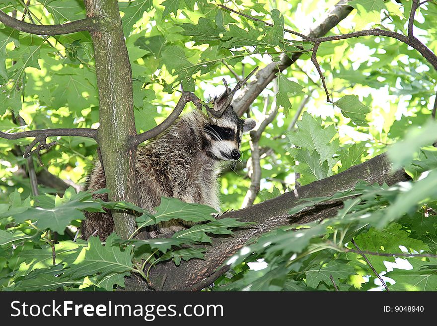 A Raccoon, Hidden Between The Green Leaves
