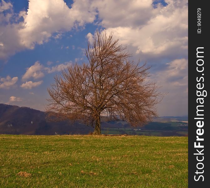 Warm spring tree in beautiful landscape. Warm spring tree in beautiful landscape.