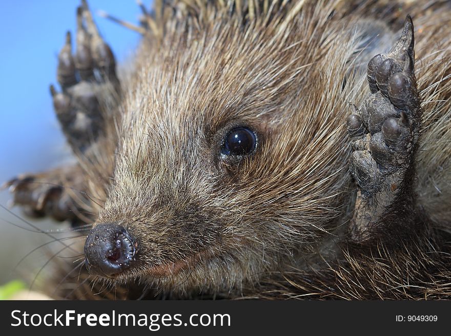 Wild hedgehog. It is caught in a field, it is photographed and let out on will.