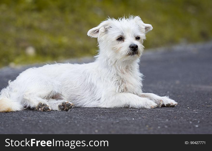 White Long Coated Dog