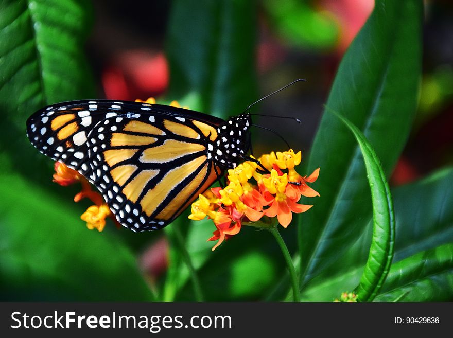 Profile Of Butterfly On Flower