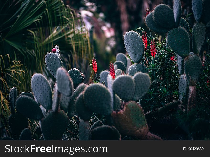 A close up of cactus plants in the nature.