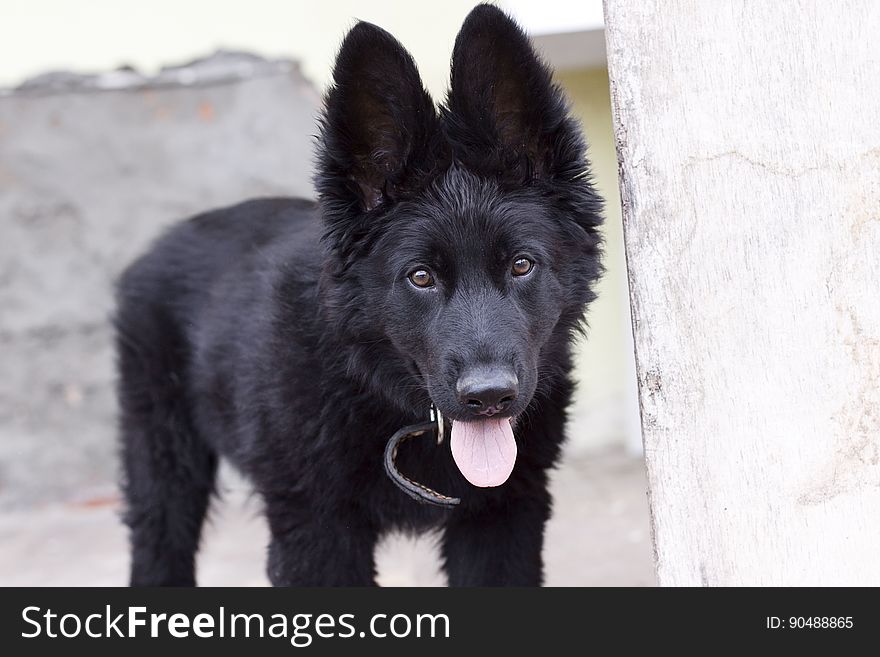 Black Belgian Shepherd Puppy