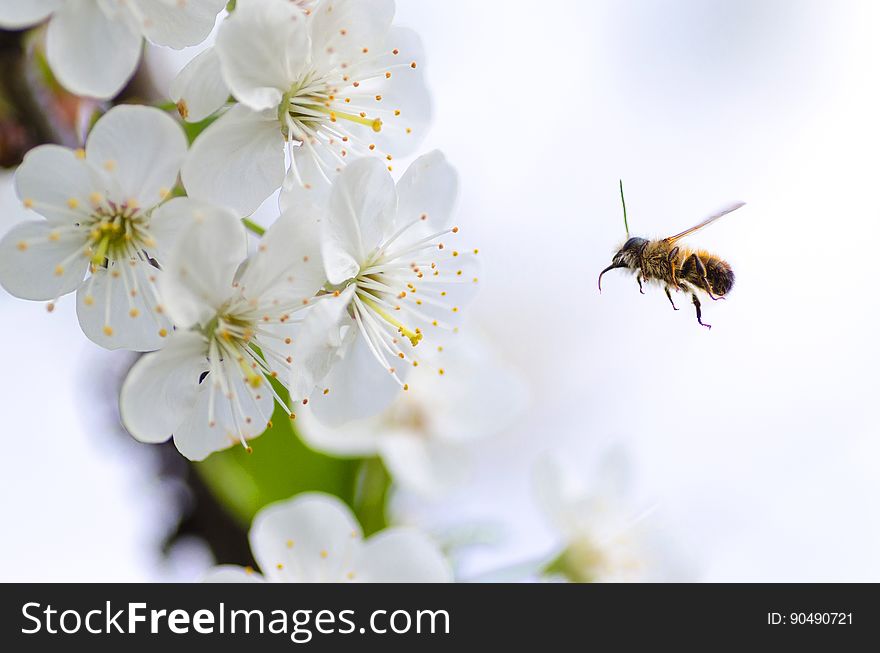 A bee flying at apple tree blossom. A bee flying at apple tree blossom.