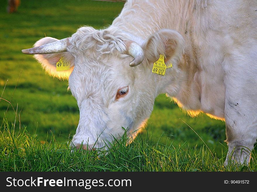 White Cow Eating Green Grass