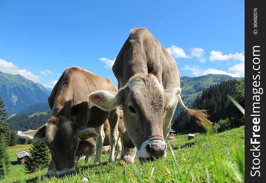 Cows Grazing In Mountain Pasture