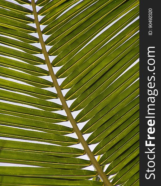 Leaf, Vegetation, Palm Tree, Arecales