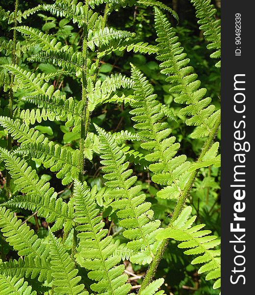 Plant, Ferns And Horsetails, Ostrich Fern, Fern