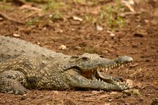 Croc Stock Photos Croc Stock Photos