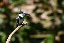 Pied Kingfisher Stock Photo Pied Kingfisher Stock Photo