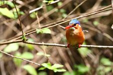 Malachite Kingfisher Stock Photos Malachite Kingfisher Stock Photos
