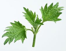 Leaves Of Nettle Royalty Free Stock Photos Leaves Of Nettle Royalty Free Stock Photos
