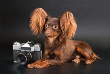 Pedigree Dog And Outbred Camera. Stock Photography
