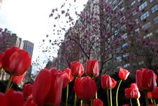 Tulip Flowers In New York City Park Stock Photography Tulip Flowers In New York City Park Stock Photography