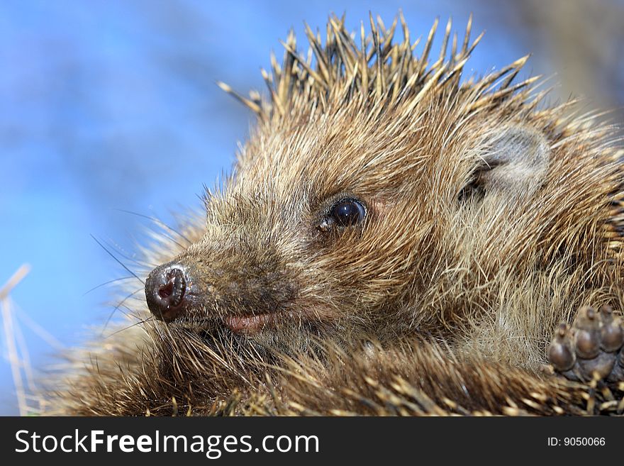 Wild hedgehog. It is caught in a field, it is photographed and let out on will.