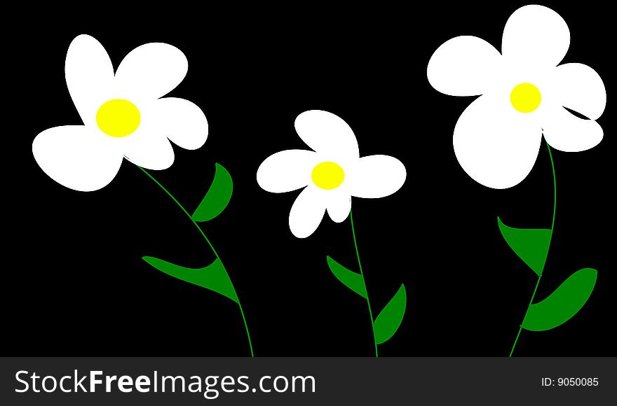 The three daisies on black background