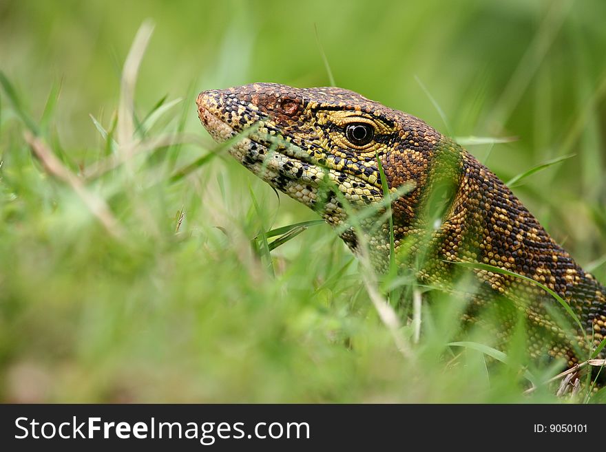 Nile Monitor (Varanus niloticus) near Mombasa, Kenya