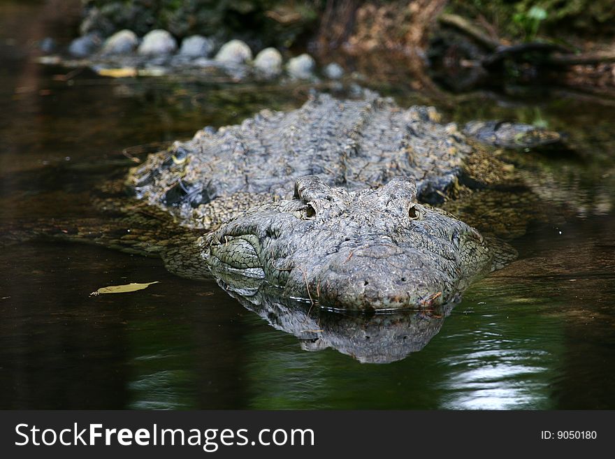 Nile Crocodile (Crocodilus niloticus) near Mombasa, Kenya