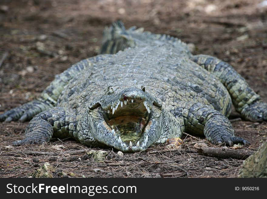 Nile Crocodile (Crocodilus niloticus) near Mombasa, Kenya