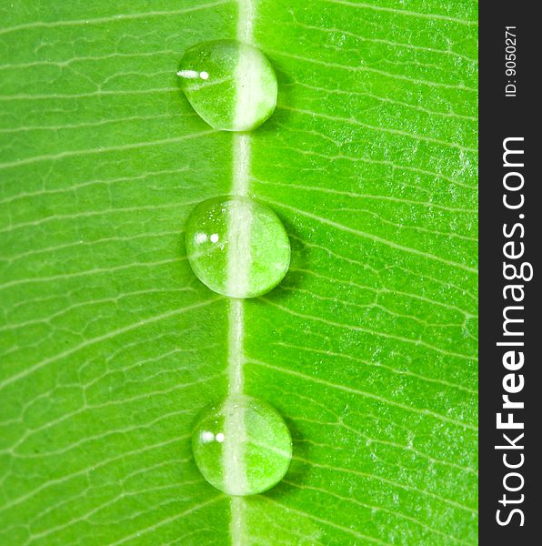 Close-up three water drops on a green leaf