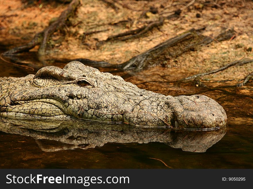 Nile Crocodile (Crocodilus niloticus) near Mombasa, Kenya. Nile Crocodile (Crocodilus niloticus) near Mombasa, Kenya