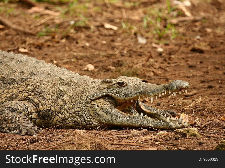 Nile Crocodile (Crocodilus niloticus) near Mombasa, Kenya