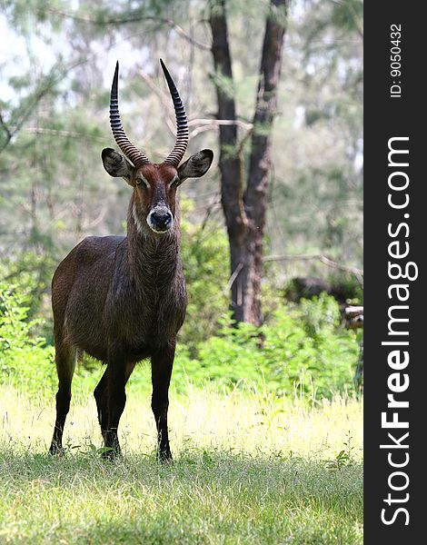 Waterbuck (Kobus ellipsiprymnus) in a woodland near Mombasa, Kenya. Waterbuck (Kobus ellipsiprymnus) in a woodland near Mombasa, Kenya