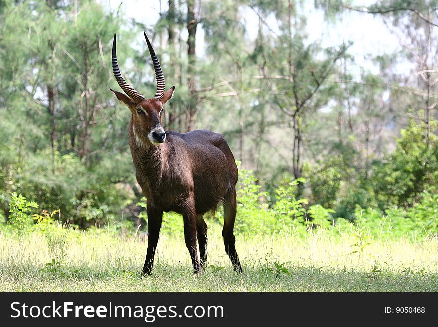 Waterbuck (Kobus ellipsiprymnus) in a woodland near Mombasa, Kenya. Waterbuck (Kobus ellipsiprymnus) in a woodland near Mombasa, Kenya