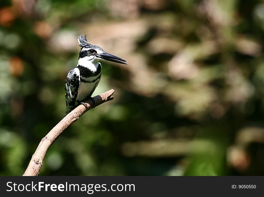 Pied Kingfisher (Ceryle rudis) in a woodland near Mombasa, Kenya