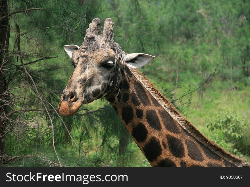 Giraffe's head (Giraffa camelopardalis) grazing in the bush (Kenya, Africa)