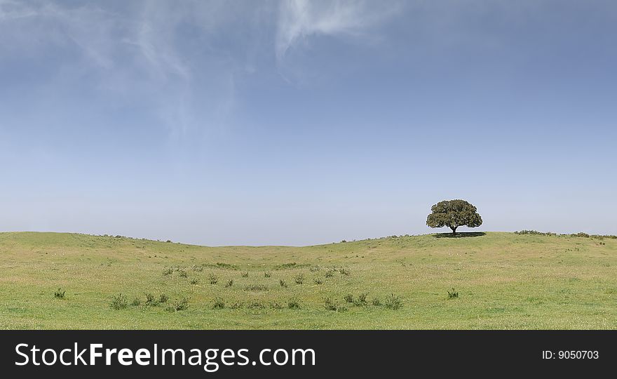 Field landscape with a lonely tree on the right