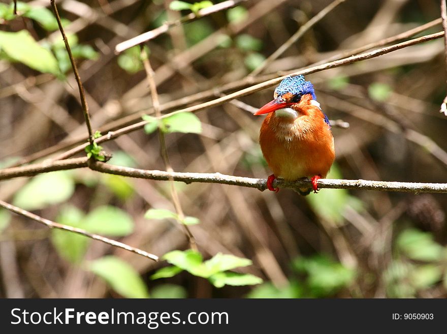 Malachite Kingfisher (Alcedo cristata); Kenya