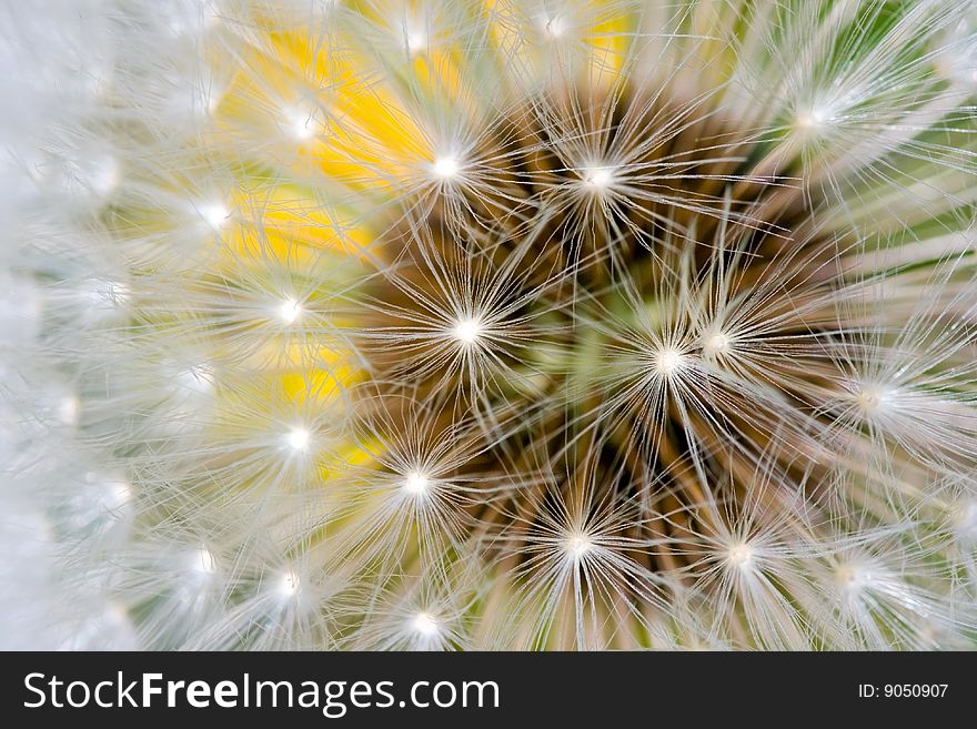 A macro photo of a dandelion's blowball. A macro photo of a dandelion's blowball