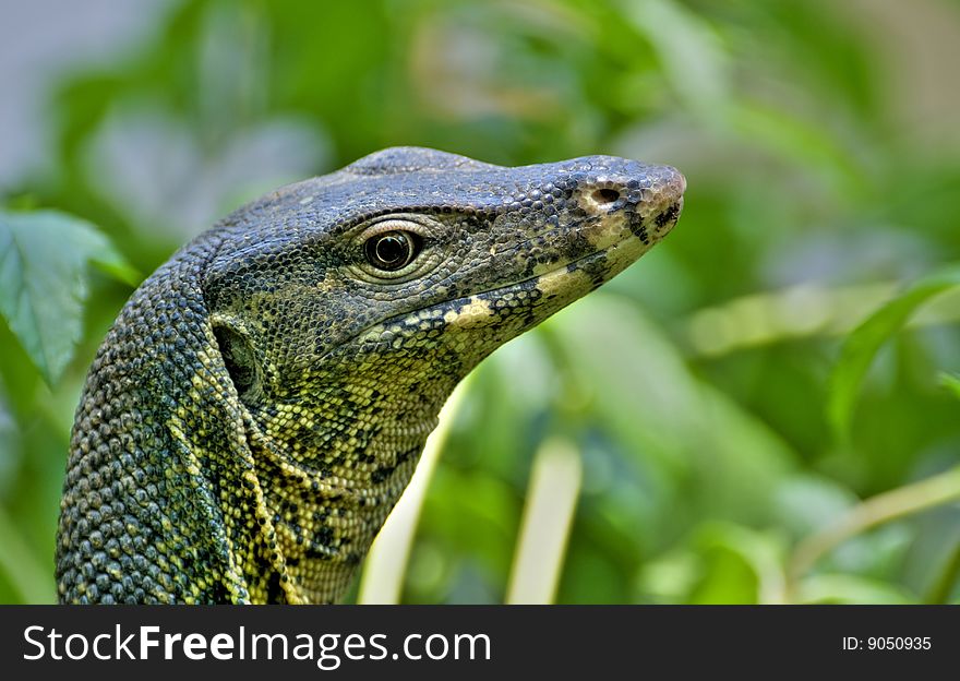 Monitor lizard at the chao phraya river in bangkok. Monitor lizard at the chao phraya river in bangkok