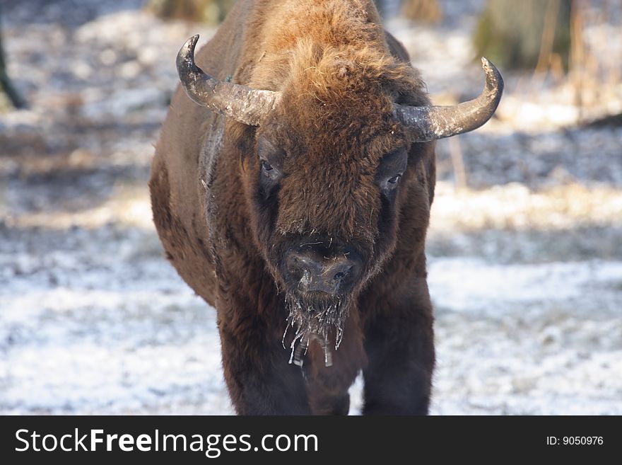 European bison in Bialowieza, Poland. European bison in Bialowieza, Poland