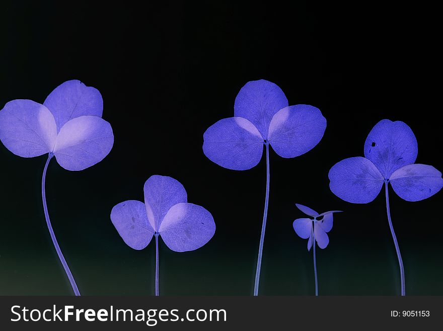 A background of blue flowers in black background. A background of blue flowers in black background.