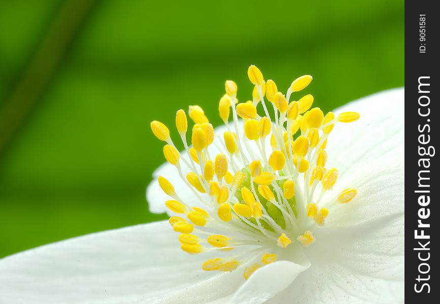 Center Of Anemone Flower 3