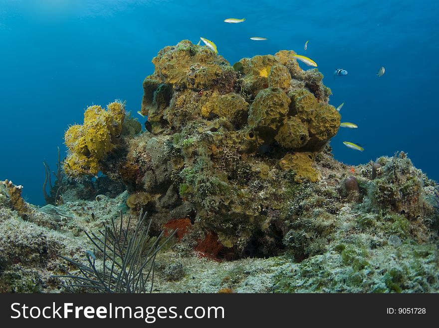 A yellow head of coral is home to yellow fish in the reefs of the Bahamas. A yellow head of coral is home to yellow fish in the reefs of the Bahamas