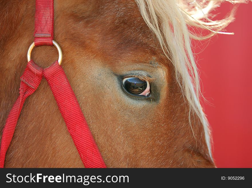 Work horse with red bridle; head closeup